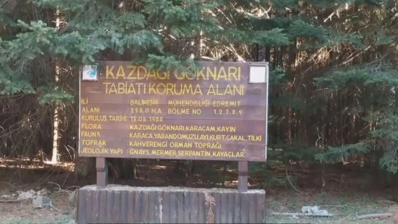 (Özel) Tarihin yönünü değiştiren ağaç
