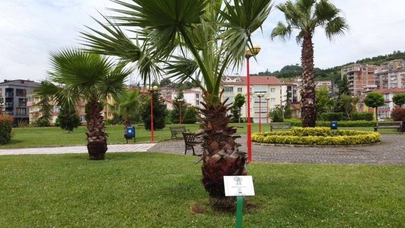 Sahildeki ağaçların artık kimlikleri var
