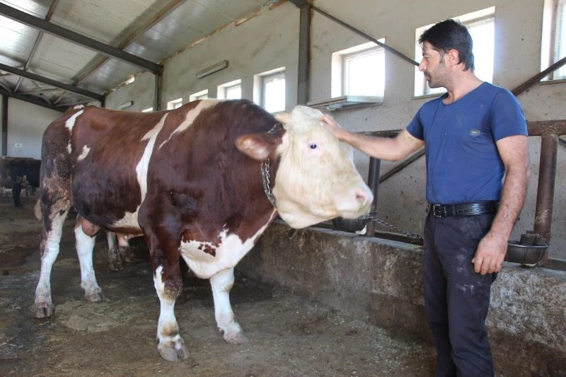 Tonluk tosunlar alıcılarını bekliyor
