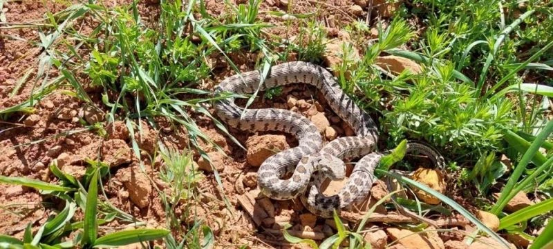 Yılanın ısırdığı çiftçi hastaneye kaldırıldı
