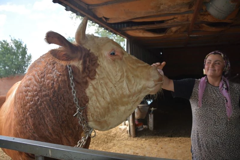 İri cüssesi nedeniyle Kurban Pazarı’na çıkarılamıyor

