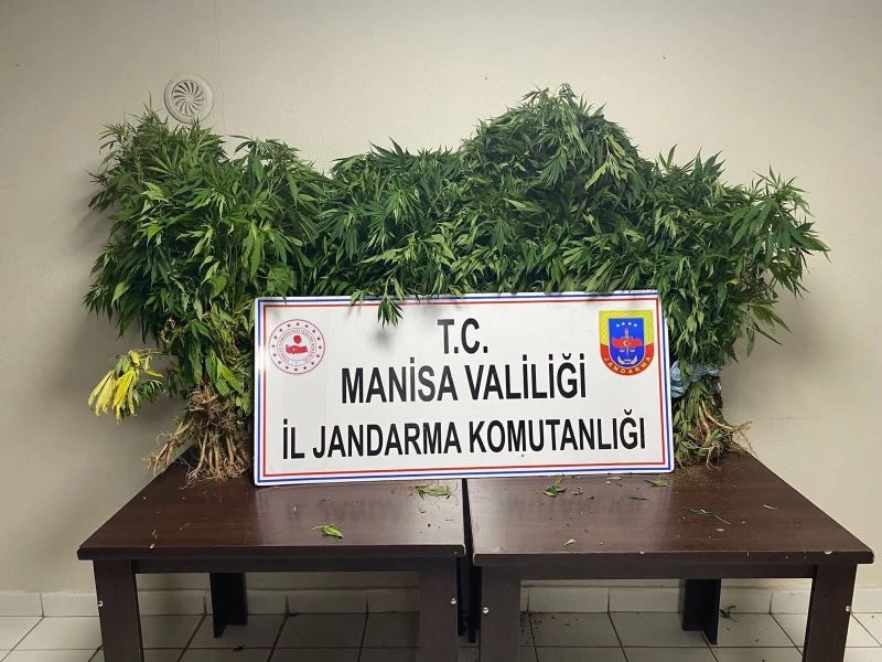 JASAT drone destekli operasyonda 682 kök kenevir ele geçirdi
