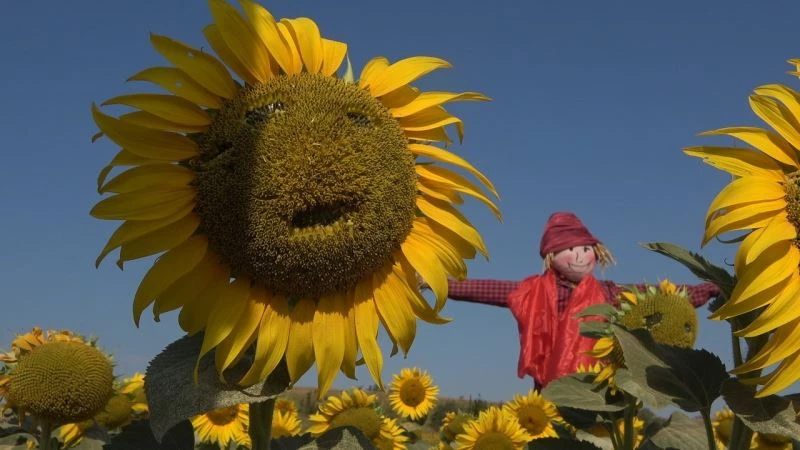 3. Ayçiçeği ve Korkuluk Festivali’nde ayçiçek tarlaları fotoğraf stüdyosuna döndü
