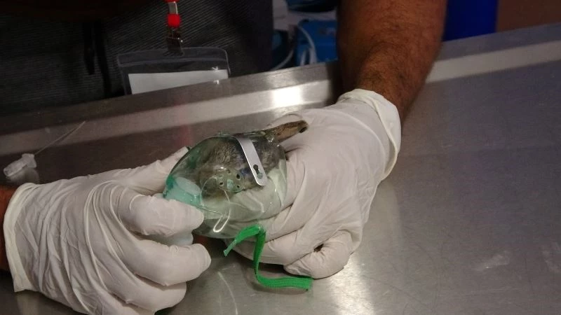 Yavru tavşan alevlerin arasından yaşama tutundu
