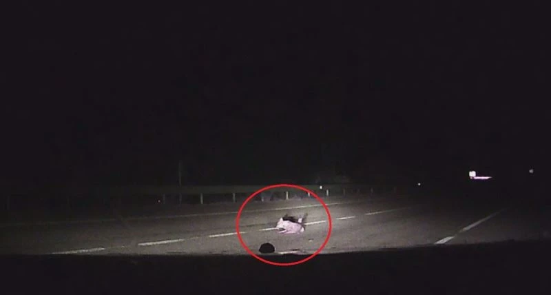 Çakal yavrusu kazara otomobilin altında ezildi
