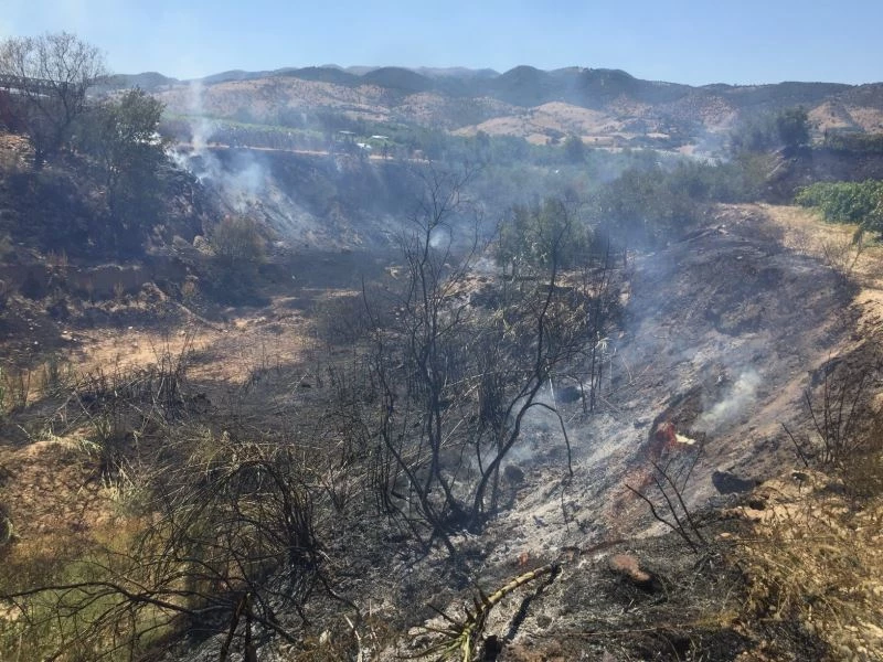 Dere yatağında çıkan yangın bağlara ve zeytinliklere zarar verdi
