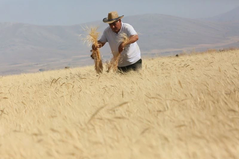 Develi’de ‘Gacer’ hasadı yapıldı
