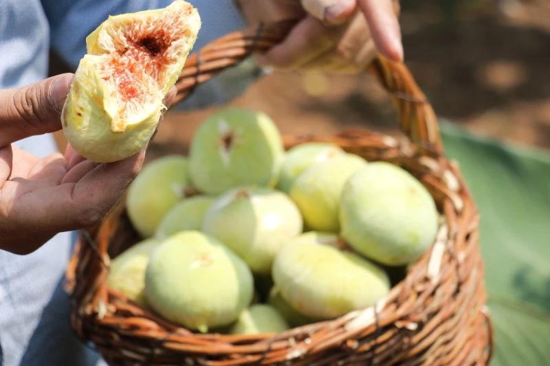 Tescilli Abbas İnciri’nde hasat dönemi
