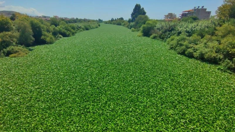 Hatay’da su sümbülleri Asi Nehri’ni istila etti
