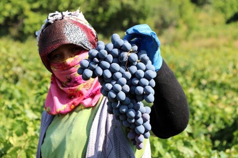 Cimin üzümü tezgahtaki yerini almaya başladı
