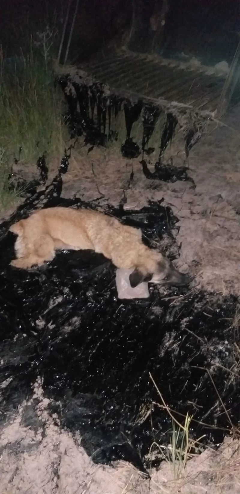 Zift birikintisine düşen köpeği itfaiye ekibi kurtardı
