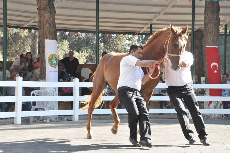 TİGEM tay satışından 8 milyon 541 bin liralık gelir elde etti

