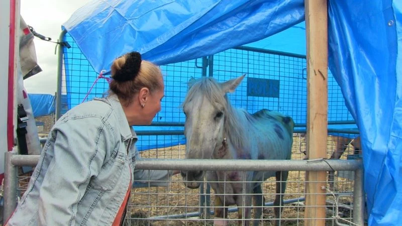 Artvin’de bir tırın dorsesinde ölüme terk edilen atların sahibine 35 bin lira para cezası kesildi
