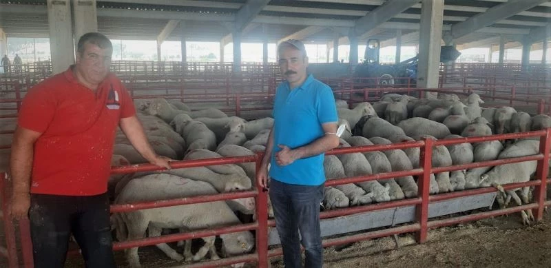 Hibeli koçlar Ankara ve Afyonkarahisar’a teslim edildi
