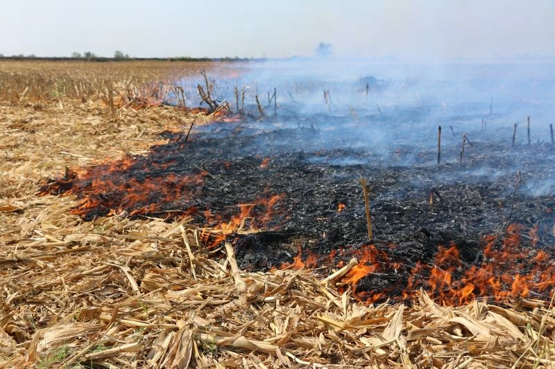 Anız yakmak hem toprağı hem çevreyi öldürüyor
