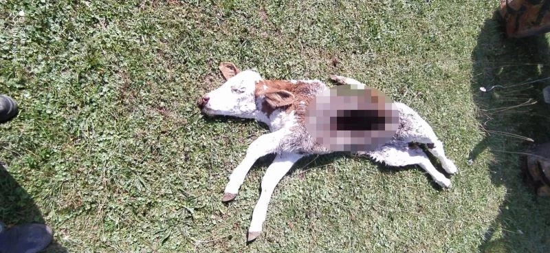 Aç kalan ayı bir buzağıyı parçaladı, diğerini kaçırdı
