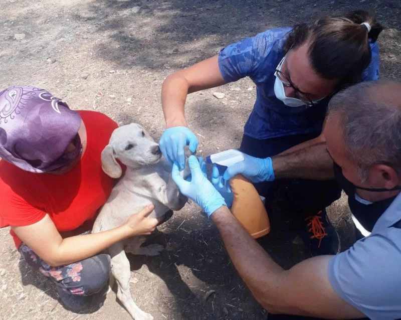 Kepez Belediyesi, Manavgat’ta 2 bin 510 hayvanı muayene etti
