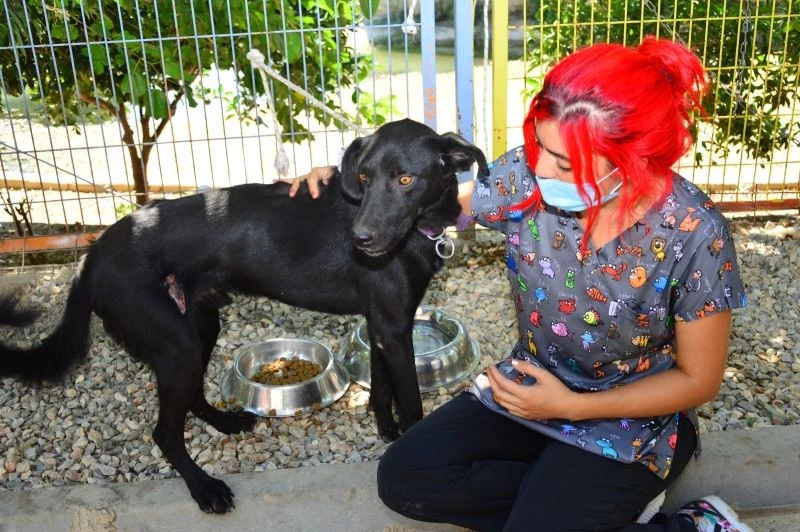 Manavgat’ta veterinerler, yaralı canlar için seferber oldu
