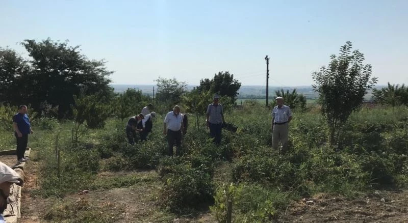 Huzurevinde yetiştirdiler, hasadını gerçekleştirdiler
