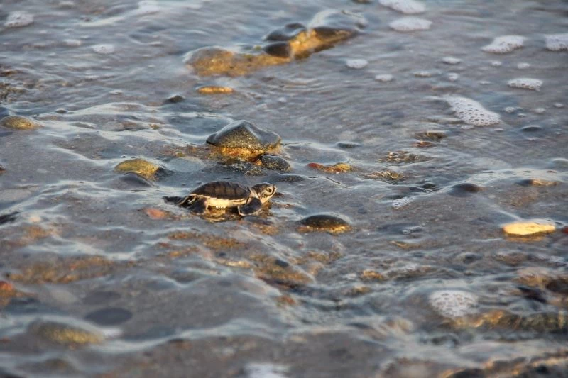 Yavru kaplumbağalar denizle buluştu
