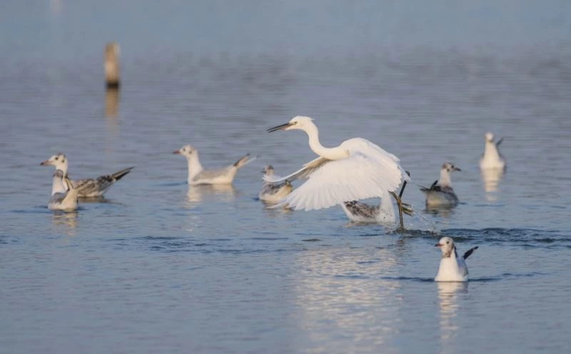 Göçmen kuşların sonbahar telaşı
