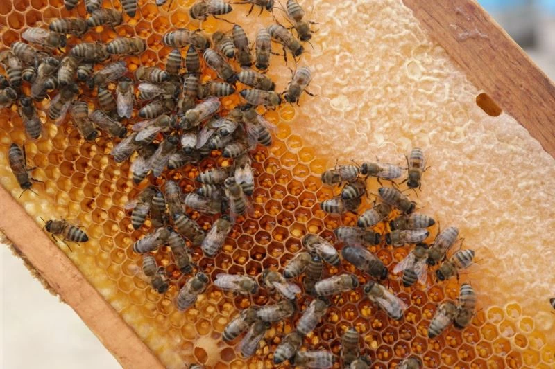 Yanan ormanlar tüm ülkedeki arıcıları etkiledi
