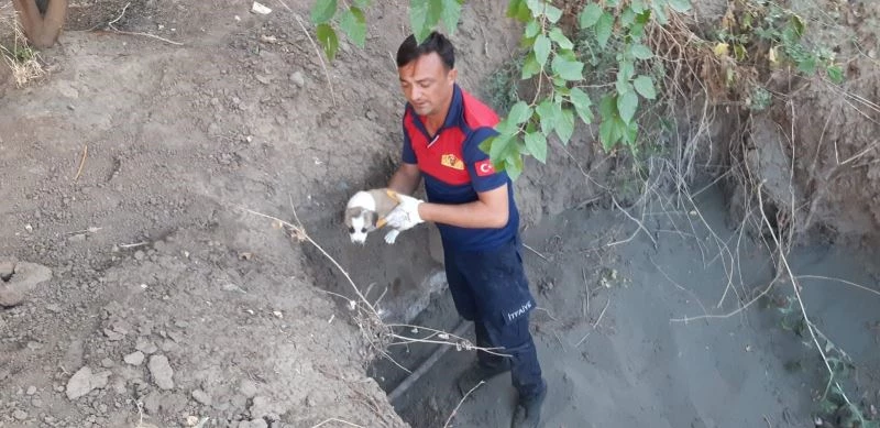 Yavru köpekler düştüğü çukurdan kurtarıldı
