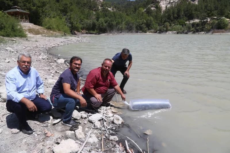 Çameli’nin doğal güzelliği Kolak Gölüne 10 bin yavru sazan balığı bırakıldı
