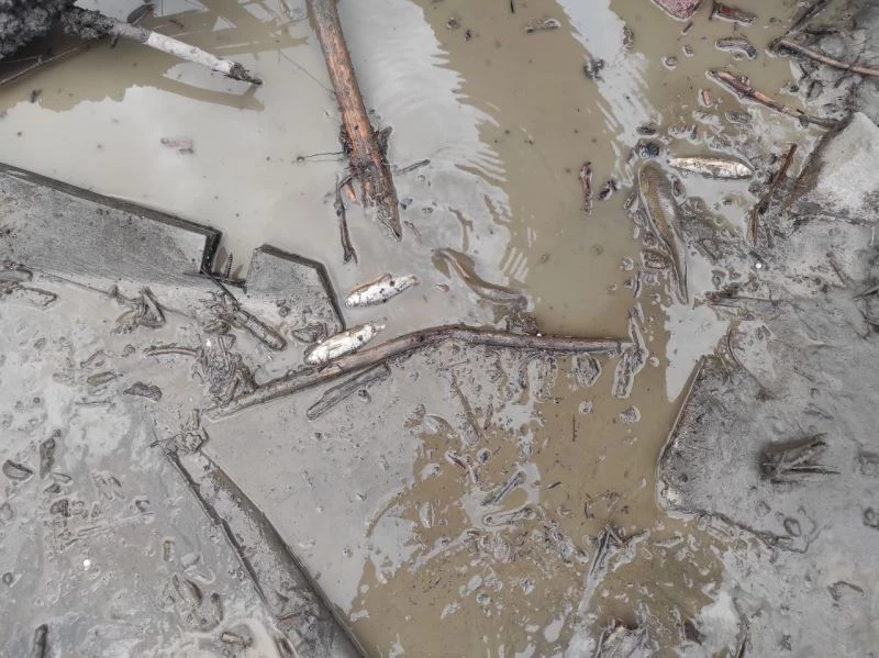 Sel suları deredeki balıkları karaya vurdu
