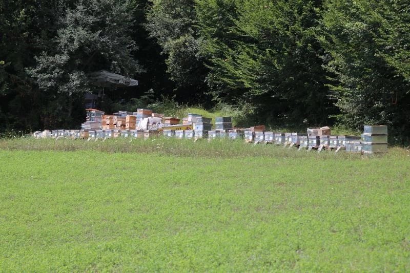 Hava şartları arıcıları olumsuz etkiledi
