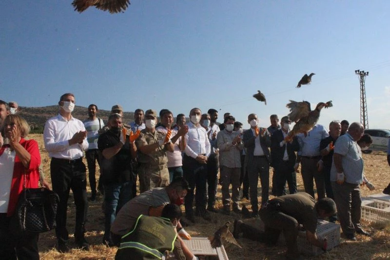 Suriye sınırında kınalı keklikler doğaya salındı
