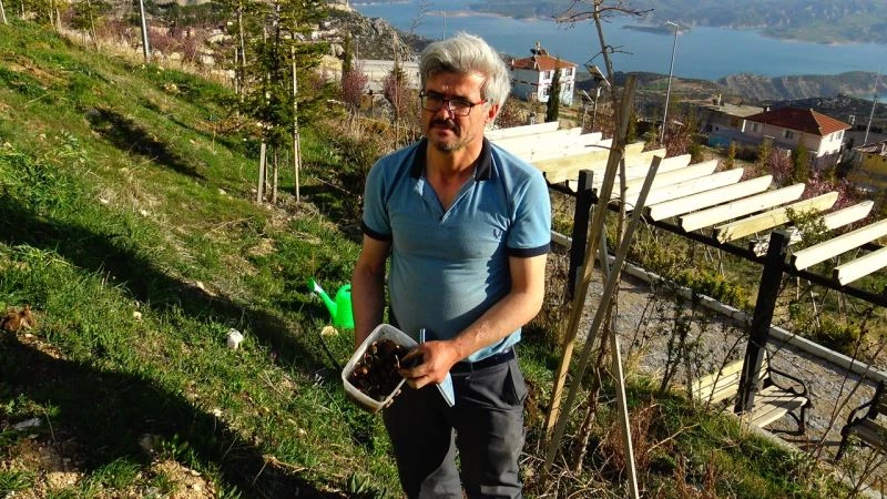 Yanan ormanlar için 15 bin meşe palamudu yetiştirecek
