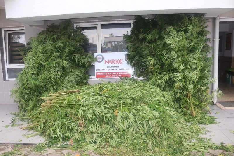 Polis tarafından 6 kilo 800 gram esrar ve 812 kök kenevir bitkisi ele geçirildi
