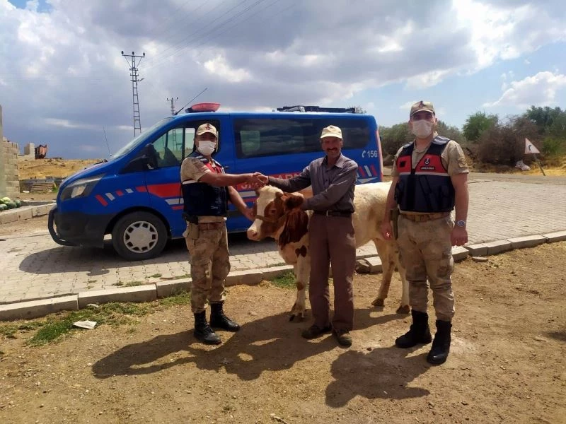Ahırdan kaçan 2 buzağı 3 gün sonra bulundu
