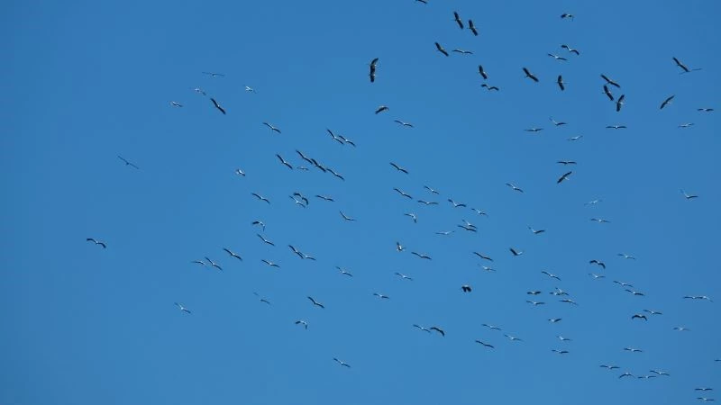 Leyleklerin göçü İskenderun Körfezi’nde güzel görüntüler oluşturdu
