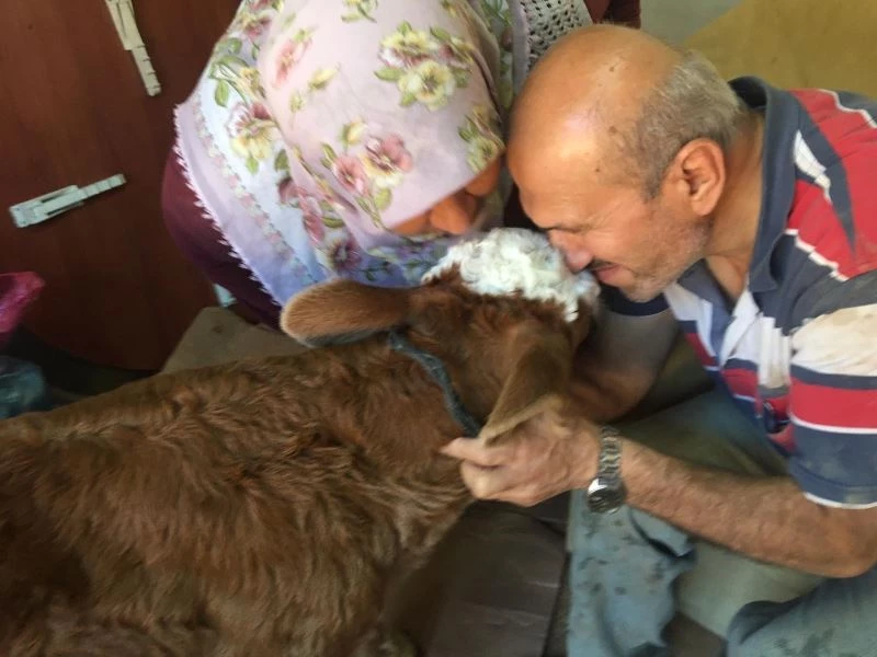 Selde annesi telef olan buzağıya gözü gibi bakıyor
