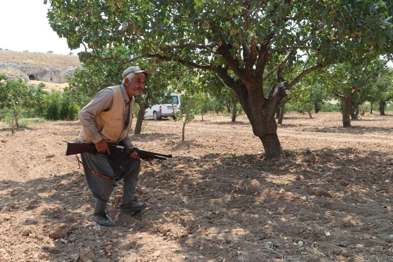 Eller tetikte fıstık nöbeti tutuyorlar
