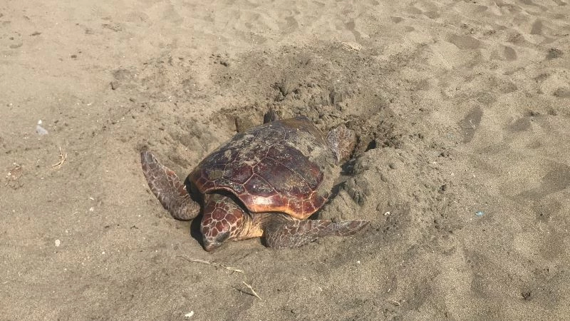 Mersin kumsalı, dünyada çok nadir görülen bir olaya ev sahipliği yaptı

