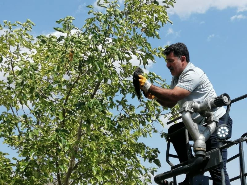 Bingöl’de ayağı ağaç dalına takılı kalan karga kurtarıldı
