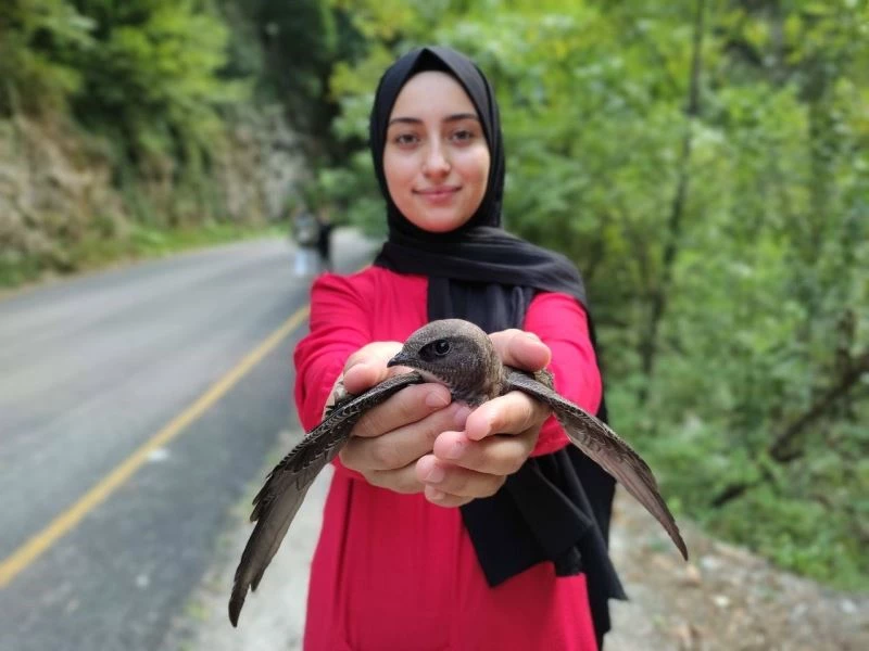 Gezi sırasında önlerine düşen Ebabil kuşunu ekiplere teslim ettiler
