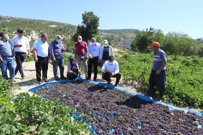 Gülnar’da kişniş üzümü hasadı başladı
