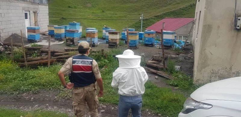 İzoleli coğrafi bölgeye arı ırkı sokan şahsa 15 bin 203 lira ceza kesildi
