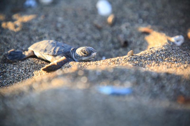 Deniz kaplumbağalarının popülasyonunun korunması için 