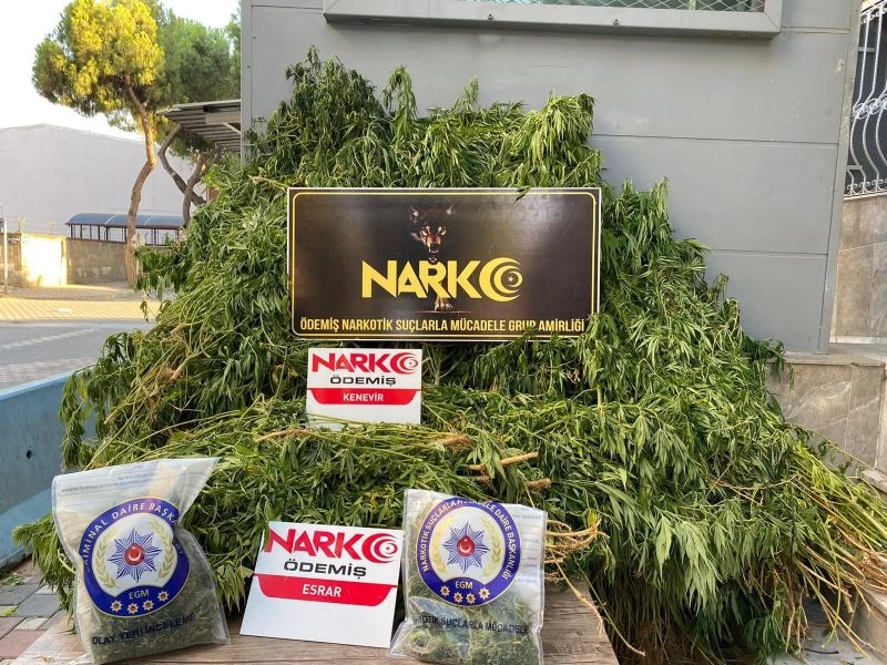 Ödemiş’te bin 369 kök Hint keneviri ele geçirildi
