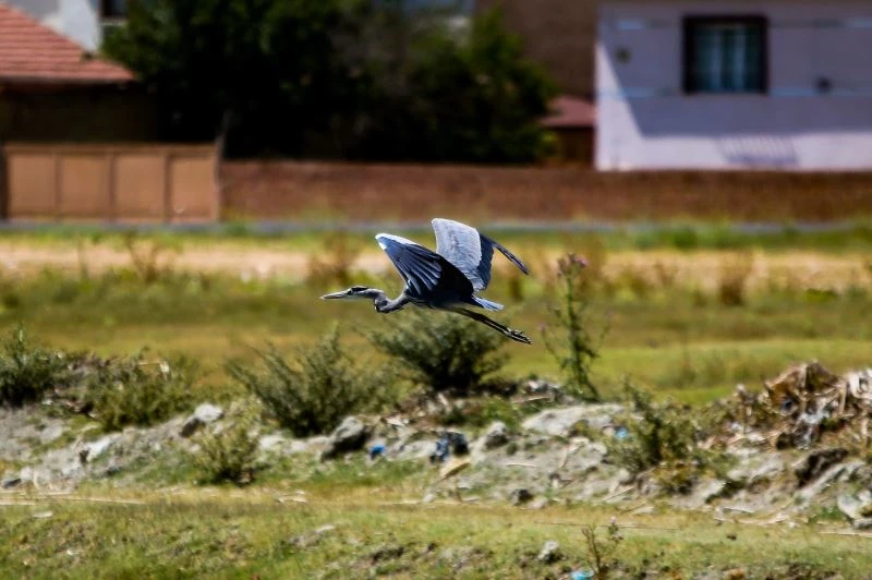 Yiyecek arayan gri balıkçıl renkli görüntüler oluşturdu
