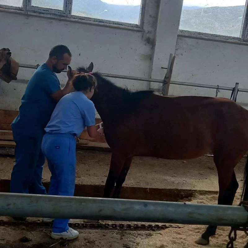 Ölümden kurtulan atlardan sevindirici haberler gelmeye devam ediyor
