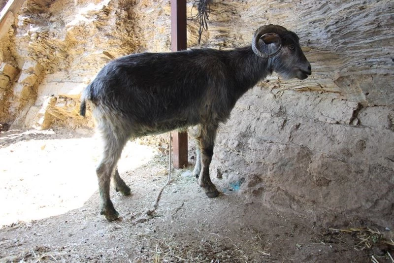 Orman yangınları keçilerin de psikolojisini bozdu
