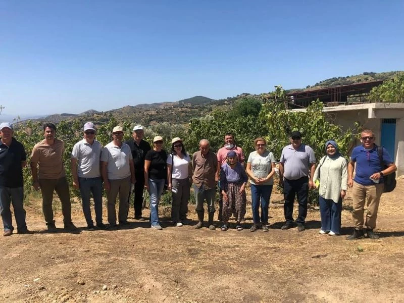 Son yılların en sıkıntılı incir sezonu
