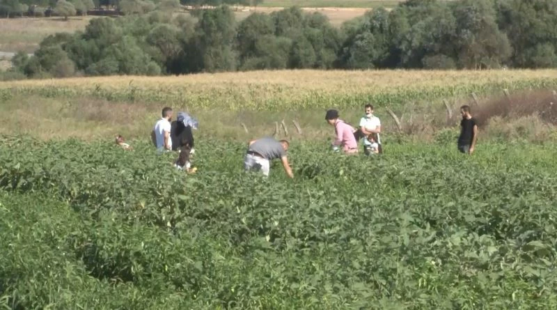 Şehrin ortasındaki sebze bahçesi ilgi odağı oldu, poşetini alan sebze topladı
