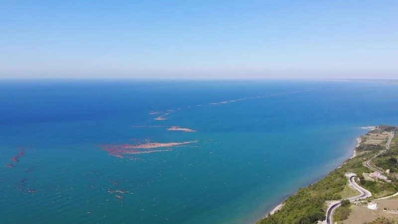 Karadeniz’de tomruk adacıkları oluştu
